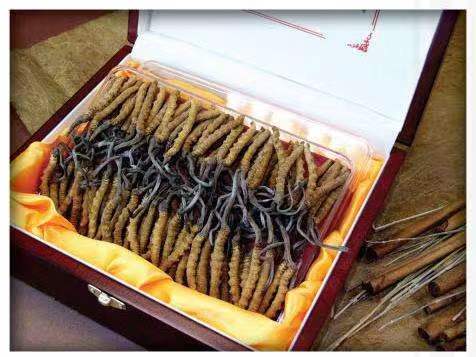 稻城冬虫夏草回收